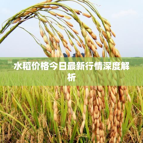 大雅君子