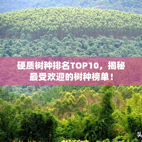 硬质树种排名TOP10，揭秘最受欢迎的树种榜单！