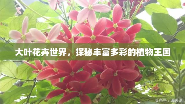 大叶花卉世界，探秘丰富多彩的植物王国