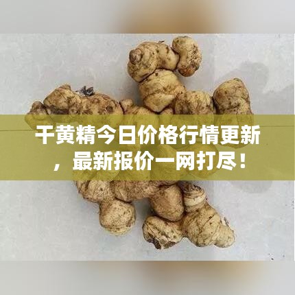 干黄精今日价格行情更新，最新报价一网打尽！