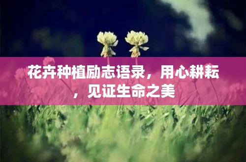 花卉种植励志语录，用心耕耘，见证生命之美