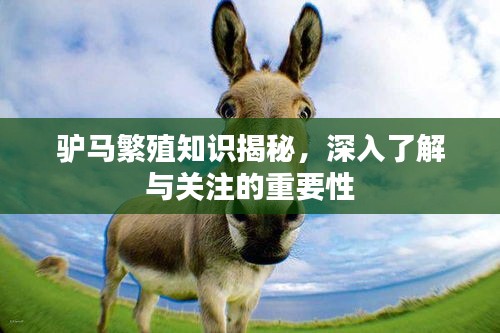 驴马繁殖知识揭秘，深入了解与关注的重要性