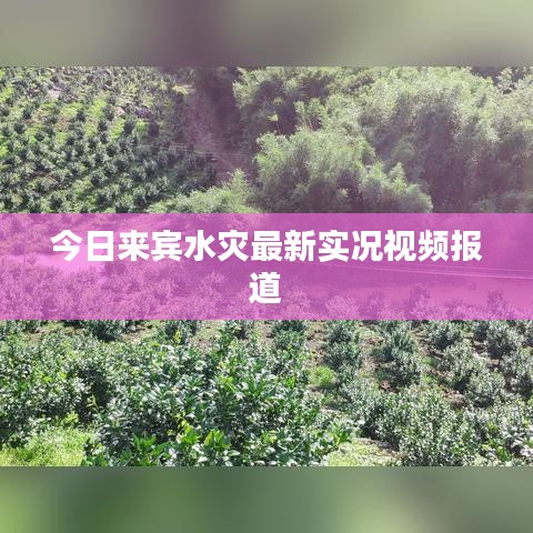 今日来宾水灾最新实况视频报道