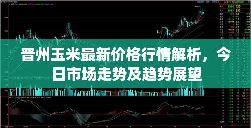 晋州玉米最新价格行情解析，今日市场走势及趋势展望