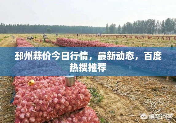 邳州蒜价今日行情，最新动态，百度热搜推荐